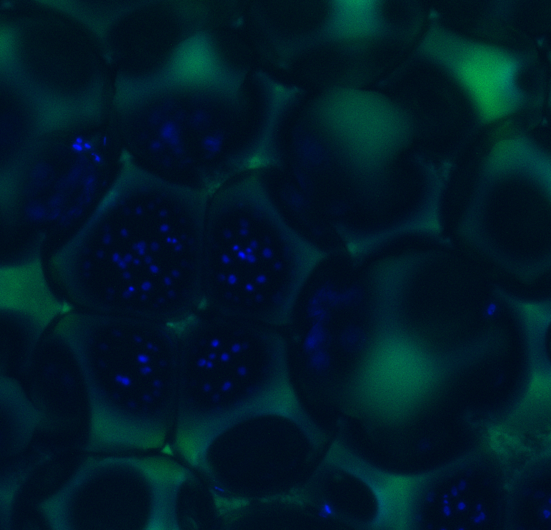 Navy blue bubble-like structures on a green background